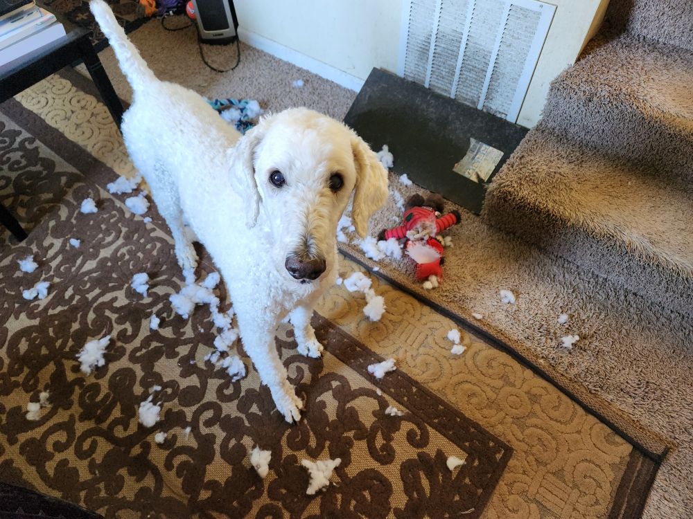 White poodle (short hair all around) stands amidst the cotton-y destruction of a ripped-to-shreds plush toy