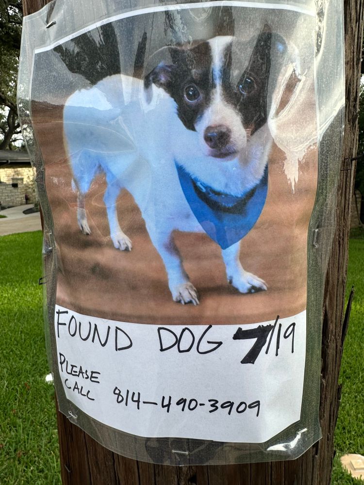 Lost dog sign with a cute small breed mutt. 814-490-3909