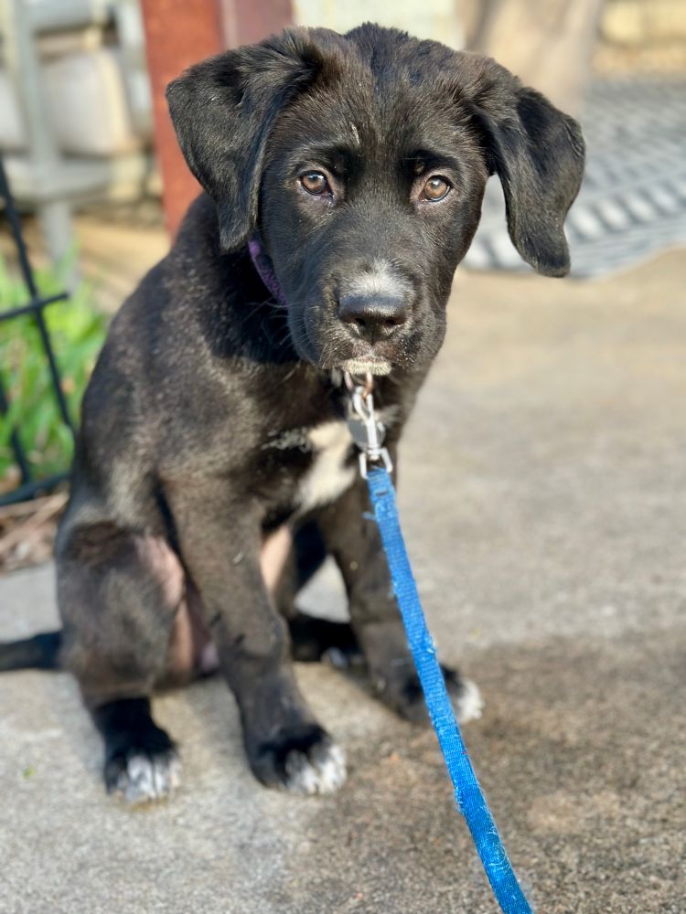 Nyx on her leash, sitting pretty.