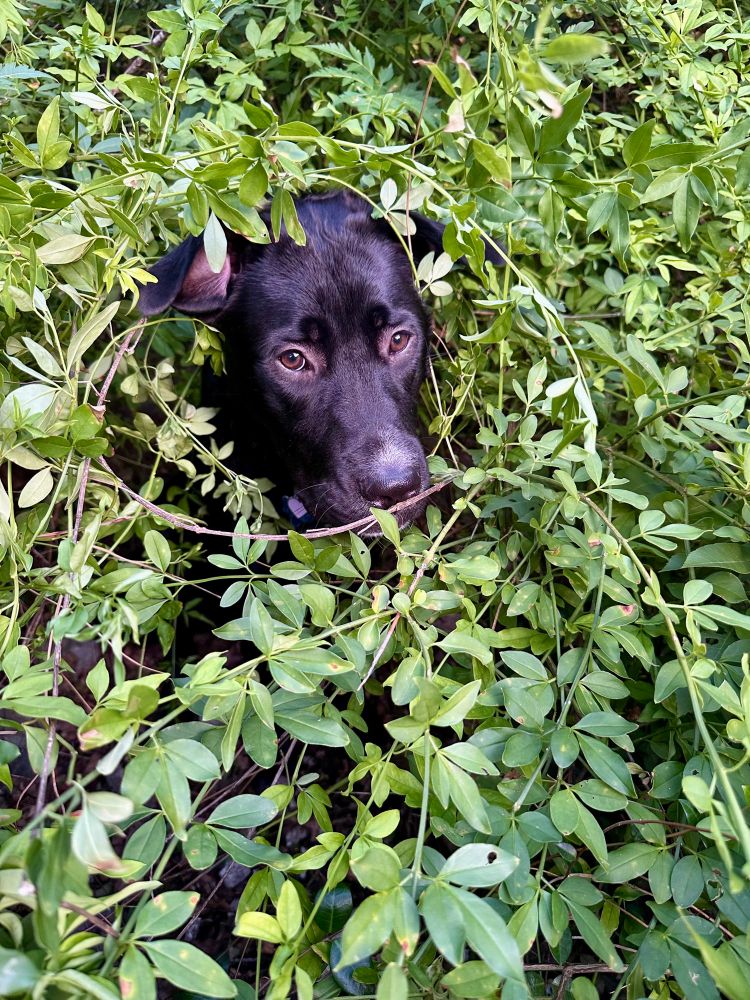 Nyx hiding in a large patch of jasmine, only her head visible amid the green leaves.
