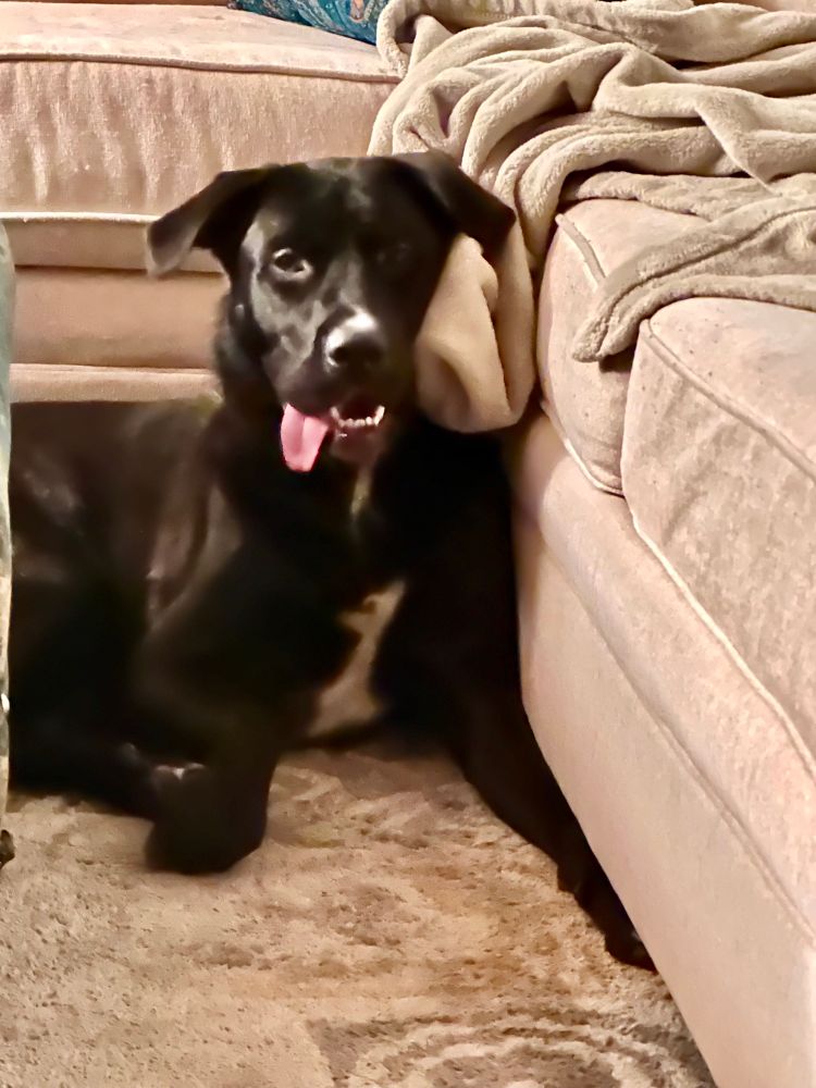 Post image (had no alt text on Bluesky)