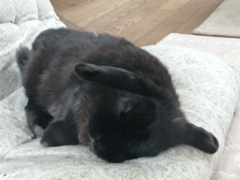 Lapin dormant à poings fermés.