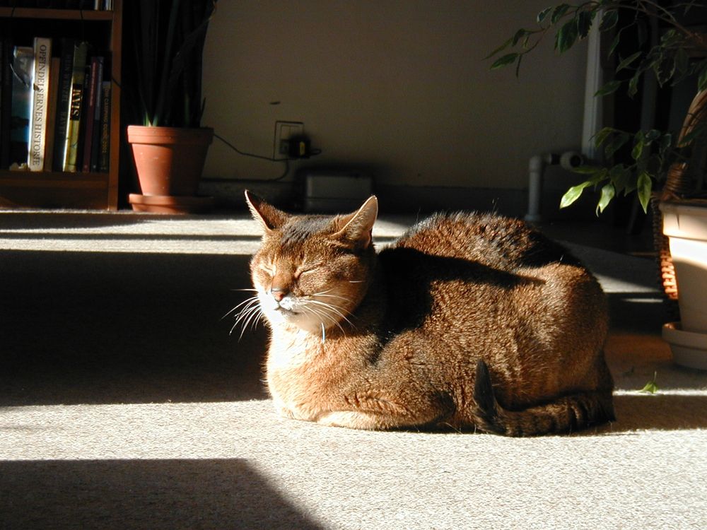 A sand colored Abyssinian cat loafing in a sunbeam. His eyes are closed and he is content.