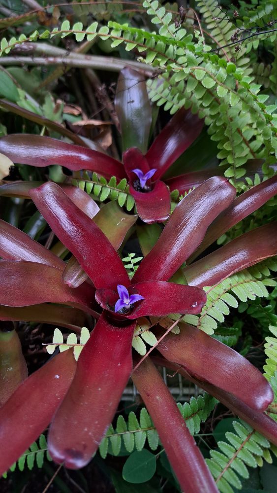 Neoregelia 'Fireball'