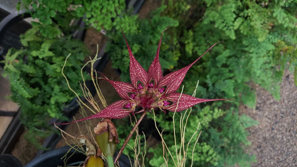 Bulbophyllum rothschildianum 'Red Chimney'
