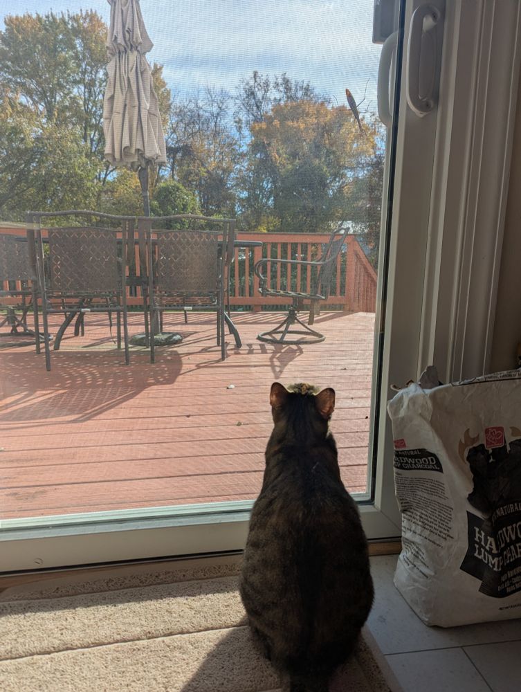 Cat watching through a glass door as a praying mantis eats a ladybug outside.