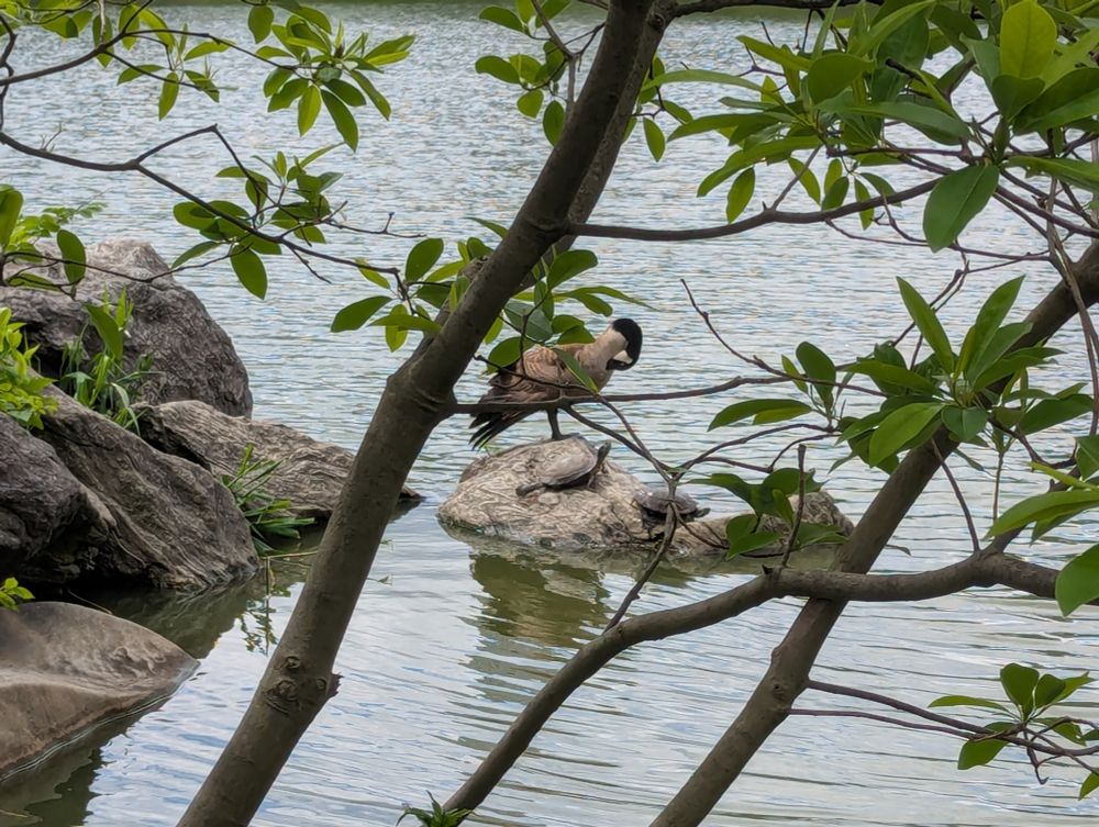 Three turtles and a goose on a rock in the lake at Central Park, NYC