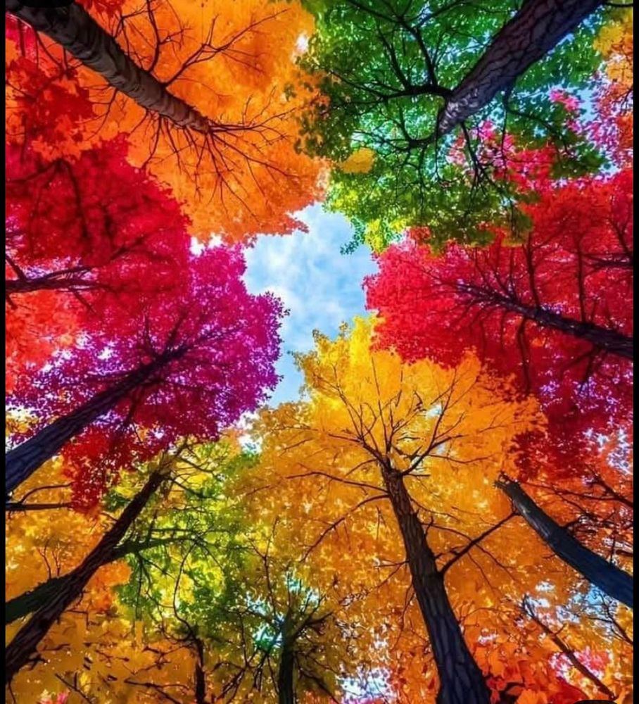 Comment image