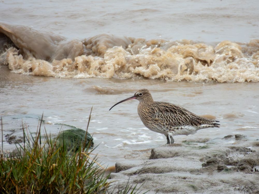 a curlew in the mud at the edge of the sea. there's a clump of salt marsh grass in the foreground and a wave in the background. the sea and ground is all mud. the curlew is brown with a long curved beak