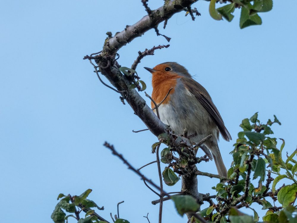 a robin sitting in a twisted scraggly branch of a tree,  looking very smart with the bright orange face and chest