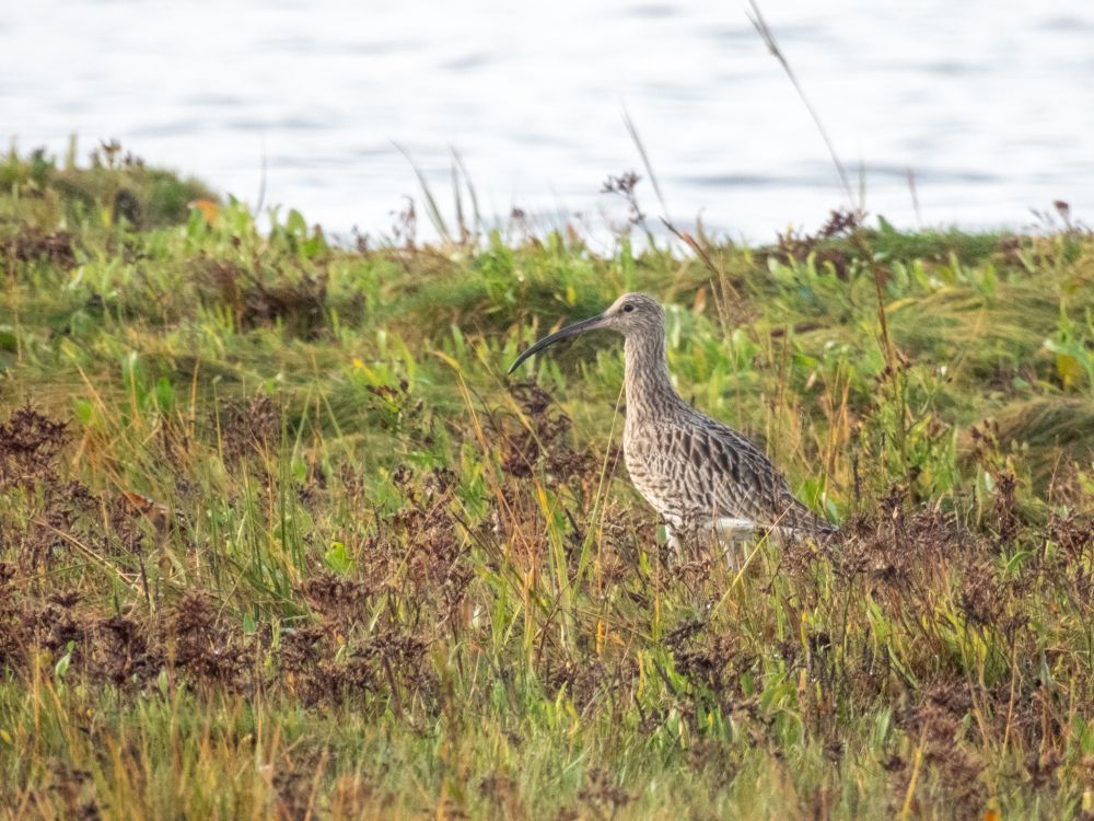 A curlew on salt marsh