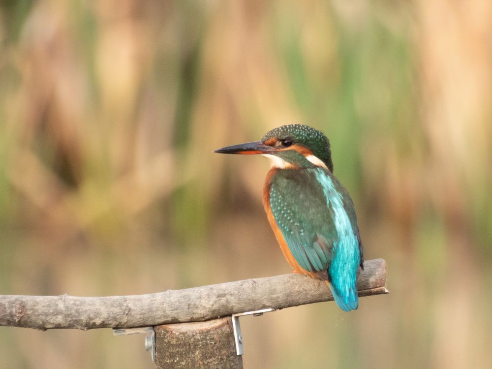 A kingfisher looking left, with its back to us so we could see its beautiful blue colours well. It’s perching on a stick