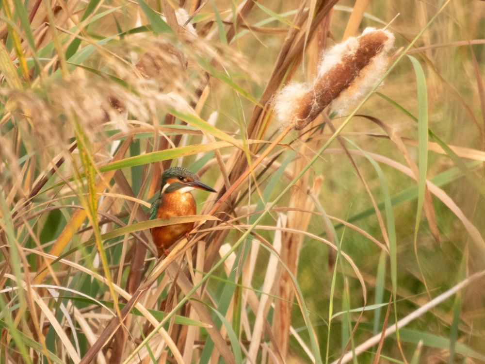 A king fisher in the reeds. It’s orange belly is similar tones to the colour of the reeds so it’s well camouflaged