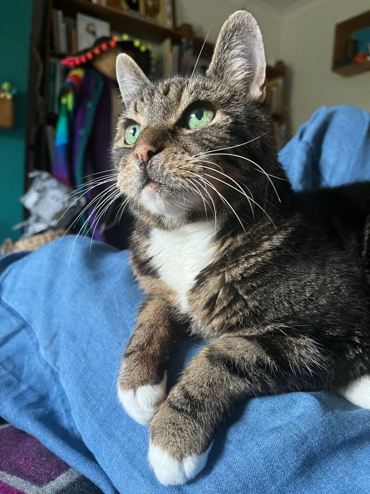 A beautiful tabby cat with white paws, bib and whiskers. He’s sitting on my leg