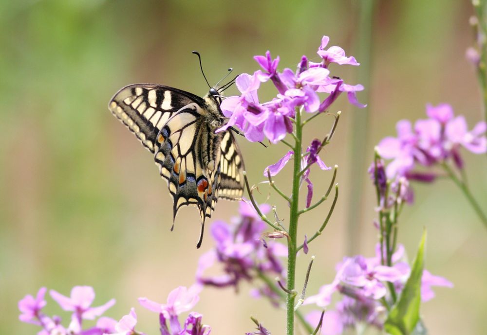 Swallowtail Butterfly feeding on pink flowers.