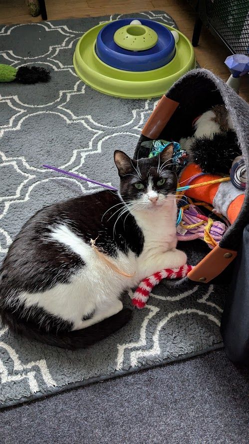 Black and white, short-haired domestic cat entertains herself by half sitting in, and tipping over the toy basket.