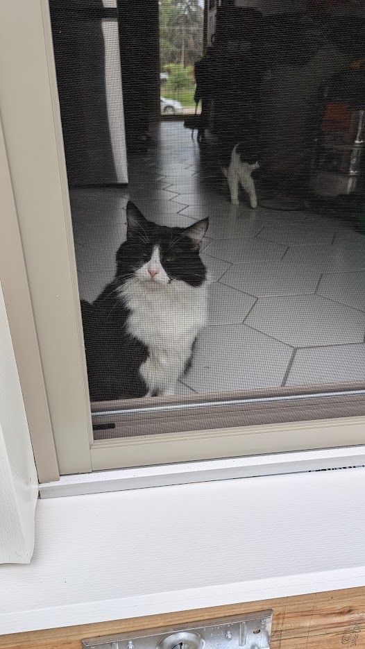 Long-haired black and white cat, Claire, sniffs at the air from behind a patio door screen. Another black and white cat, short-haired, Stella, approaches.