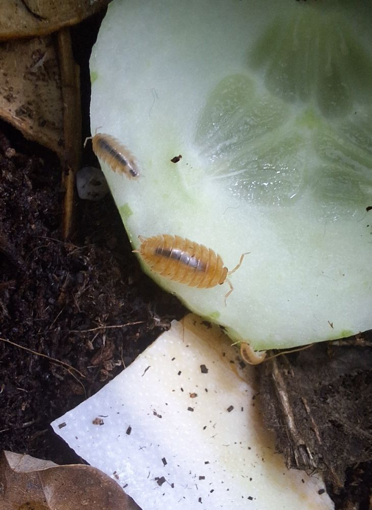 Orange dairy cow isopods eating a piece of cucumber