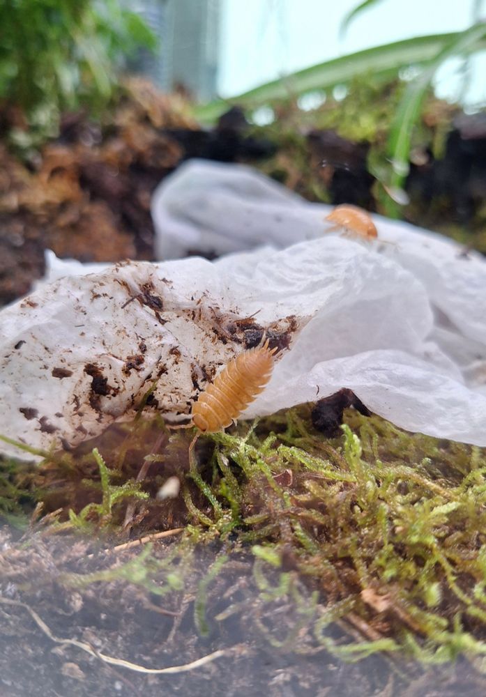 Orange isopods being introduced to their new terrarium.
