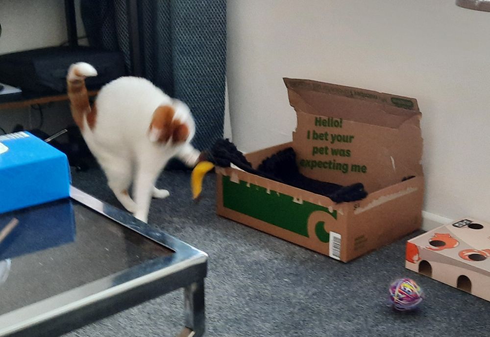 Bean playing with his catnip banana. He's slightly blurry mid-jump and his tail is again pointing forwards. If you think of the spine and tail and the tail pointing straight backwards would be 180 degrees, his spine/tail angle is about 30 degrees.