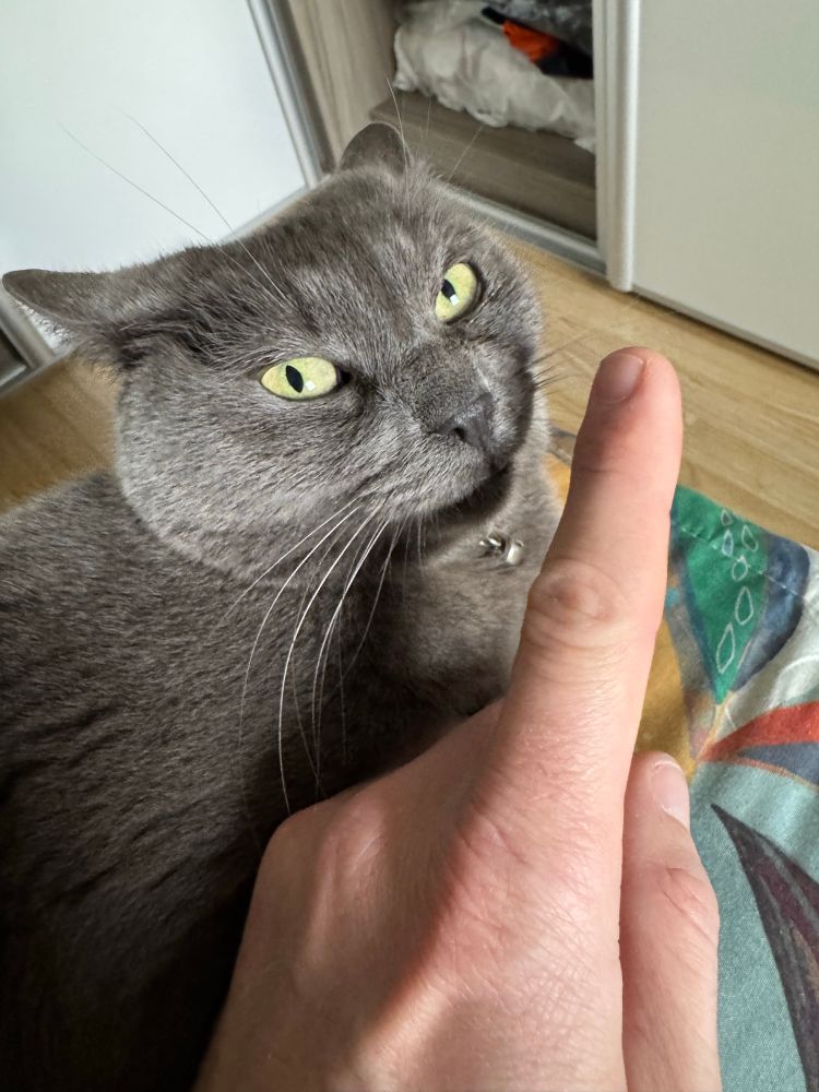 A cat looks at his master, gesturing a no with his finger. The cat's look is comical because she is moving her ears to the back and she is fixing her master face.
