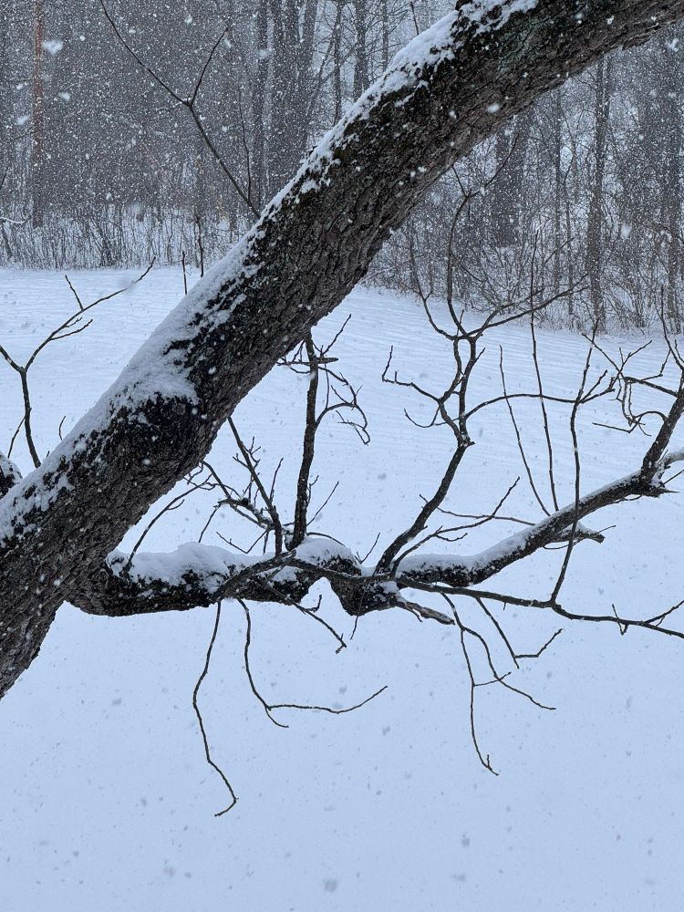 Snowy scene focusing on tree branches