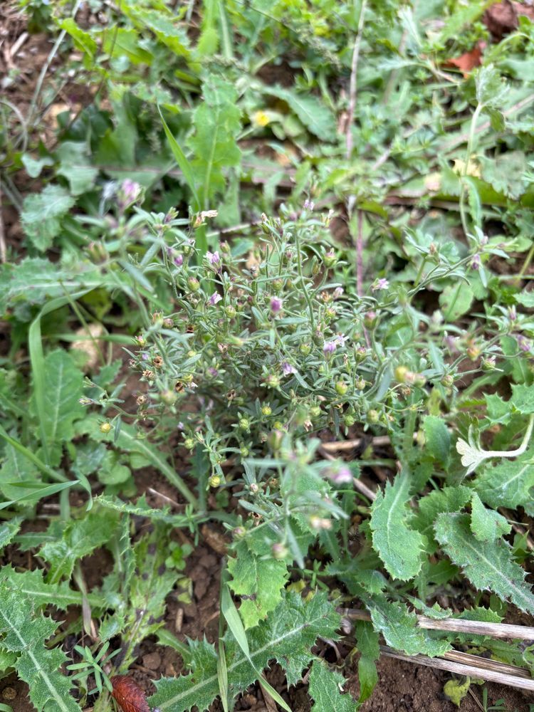 A small toadflax plant with pale purple flowers and oblong-oblanceolate leaves surrounds by Sonchus plants.