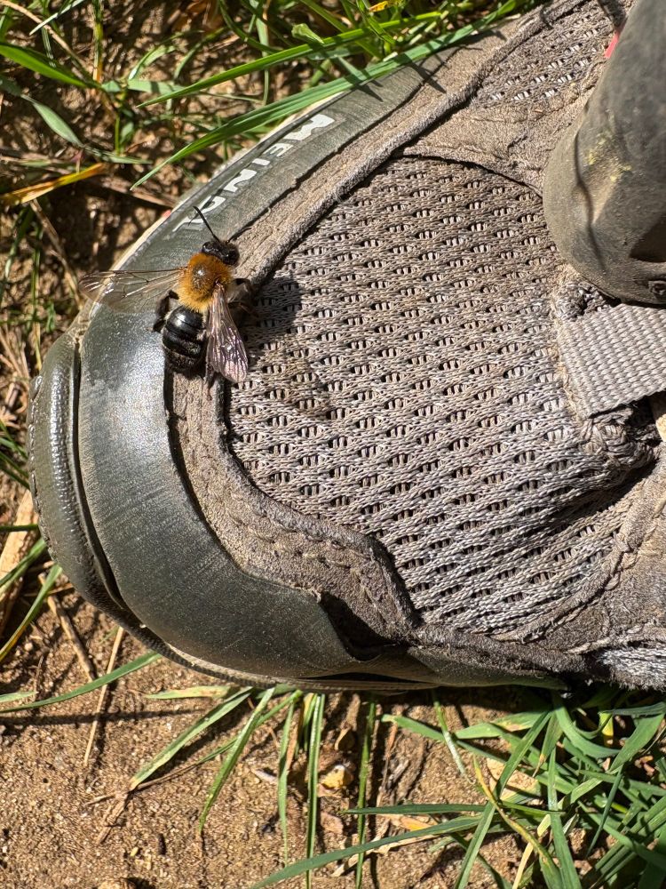 A grey-patched mining bee sitting on a Meindl shoe. The key id features are the reddish pile on top of the thorax that contrasts with the shiny black abdomen, patches of white hairs (which look grey in the field) at the sides of tergites 1-3, and white-haired femora (from Falk & Lewington, 2017).

These features are visible in the photo.
