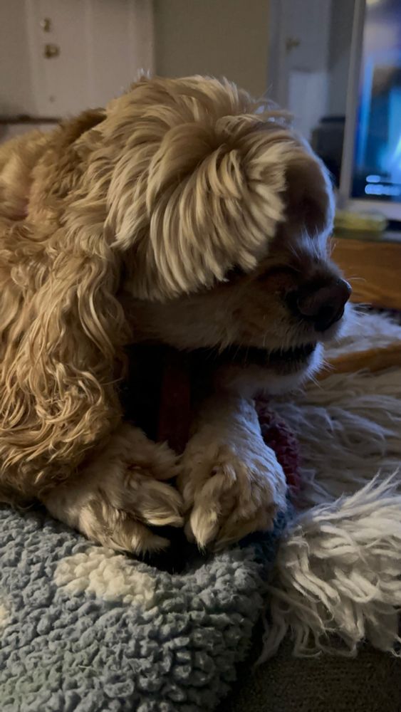 A cocker spaniel chewing on a bully stick she's holding in her paws. She is literally the cutest thing ever.