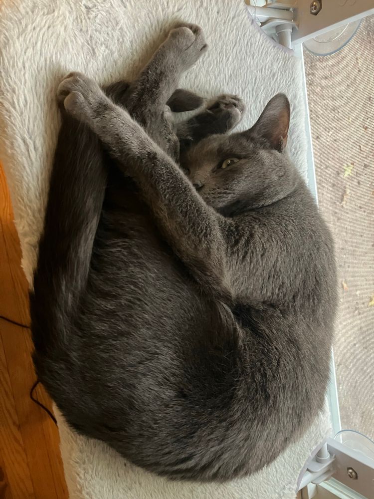 A short haired gray cat curled up like he's asleep except one eye is open