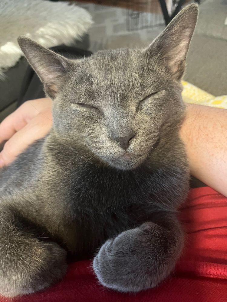 A gray kitten laying on the lap of a human wearing a red shirt. The cat’s eye’s are closed and his face suggests a mind completely untroubled by thoughts 