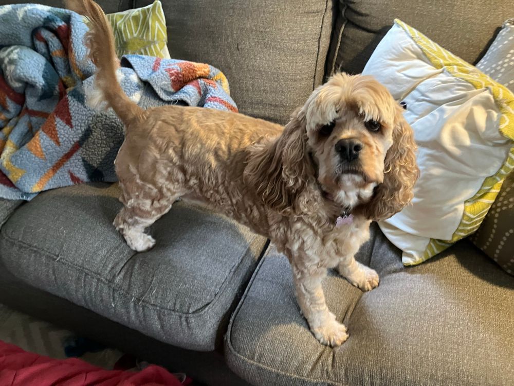 A cocker spaniel standing on a couch with her tail up and staring at the camera from under her bangs