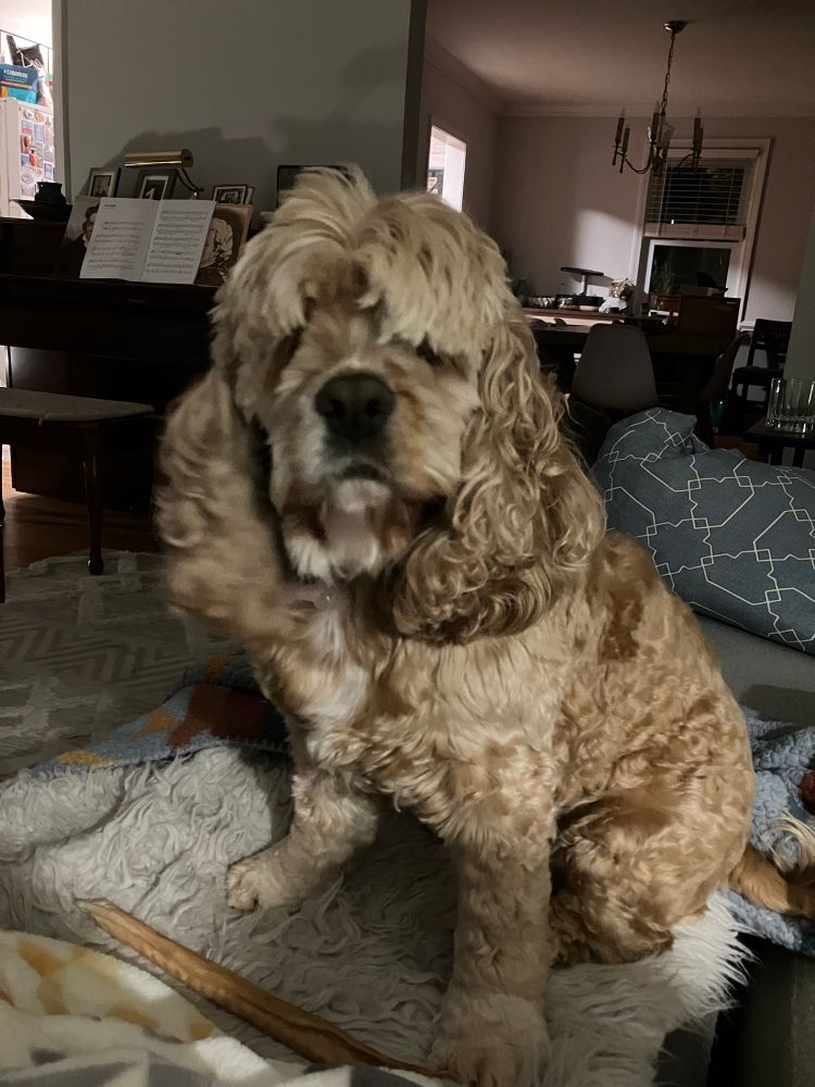 A cocker spaniel whose bangs are entirely obscuring her eyes sits on an ottoman