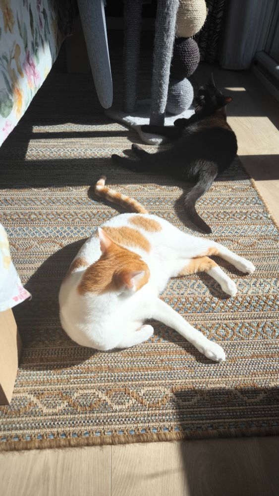 Una foto de dos gatos estirados al sol de la ventana