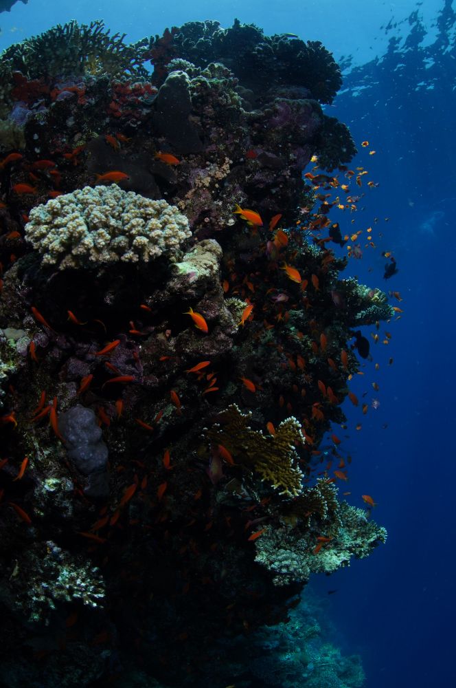 Underwater photograph of a vibrant coral reef ecosystem with multiple species of hard and soft corals in various colors including white, purple, and green. Numerous small orange and yellow fish swim throughout the reef structure against a deep blue ocean background. The image showcases the rich biodiversity that Marine Protected Areas help preserve.