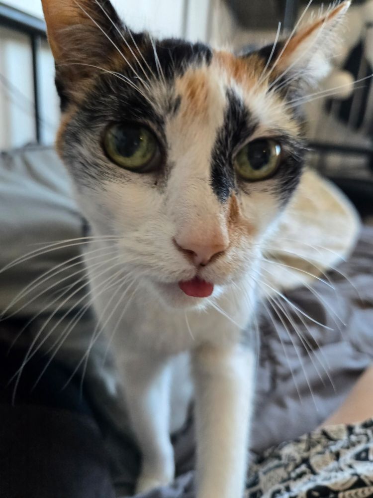 Portrait of a calico cat on a day bed with a tongue blep