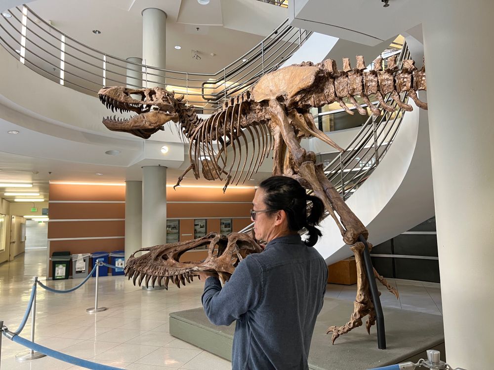 A person in a dark blue shirt holding up a small T rex skull and standing in front of a mounted skeleton of a much larger T. rex. A white spiral staircase wraps around the back of the skeleton and leads to the floor above.