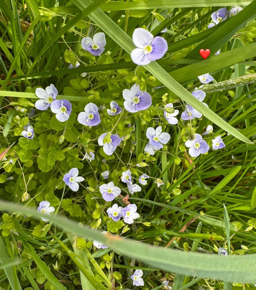 Nahaufnahme. Viele kleine ganz filigrane  Blümchen in einem zarten, hellen Fliederton auf einer
grünen, saftigen Wiese 
