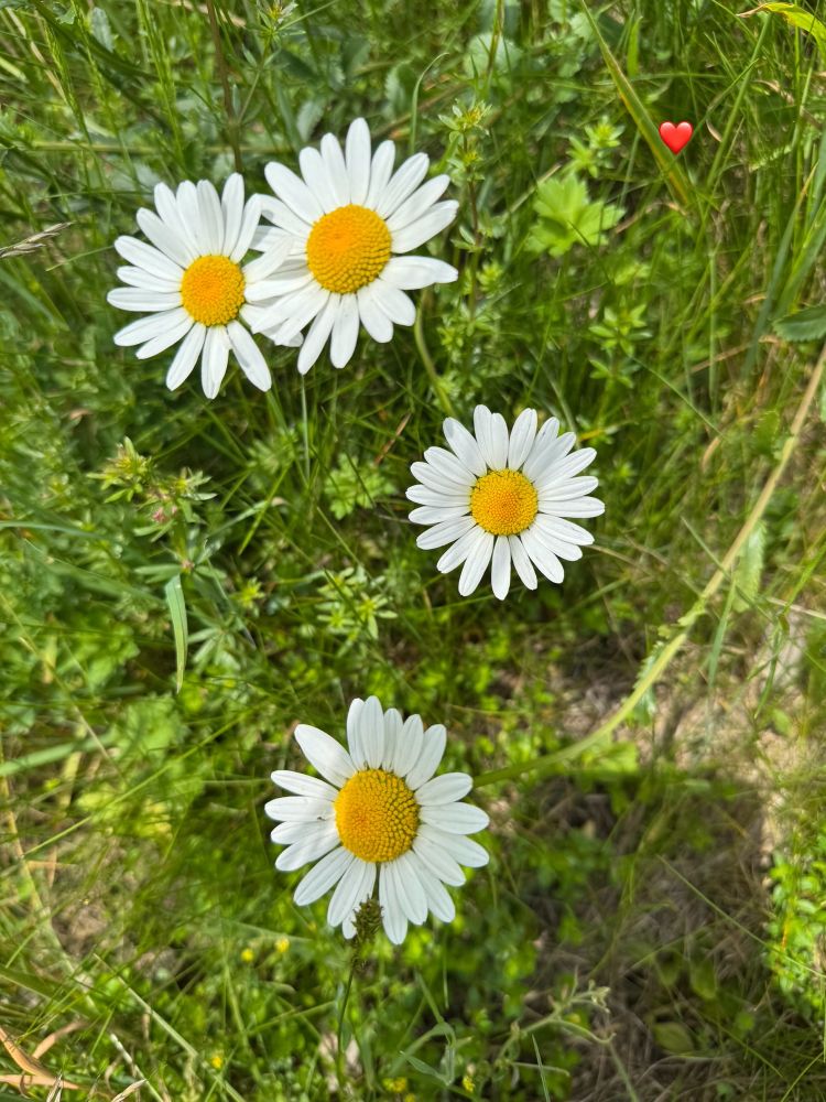 Man sieht vier Margriten die viele weiße , kleine ovale Blütenblätter rings um den in der Mitte befindlichen gelben, runden Blütenstempel in der Größe von einem 2 Cent Stück haben. Die Blumen vermitteln eine fröhliche, positive Stimmung. Der Rest des Bildes ist grünes Gras.