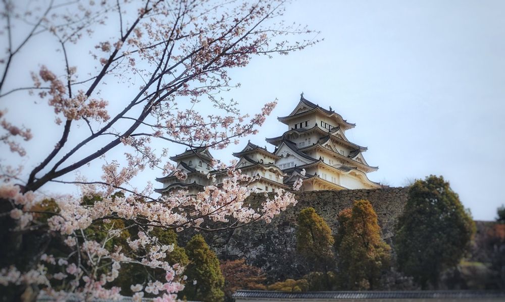 姫路城と桜