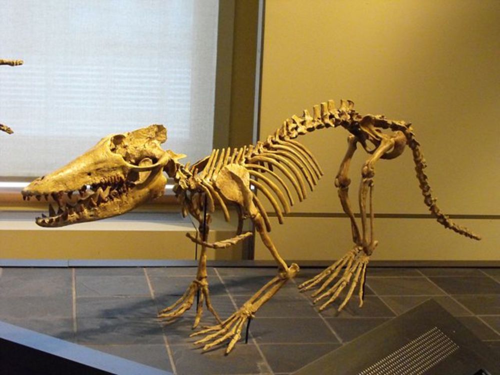 Pakicetus - Wikipedia