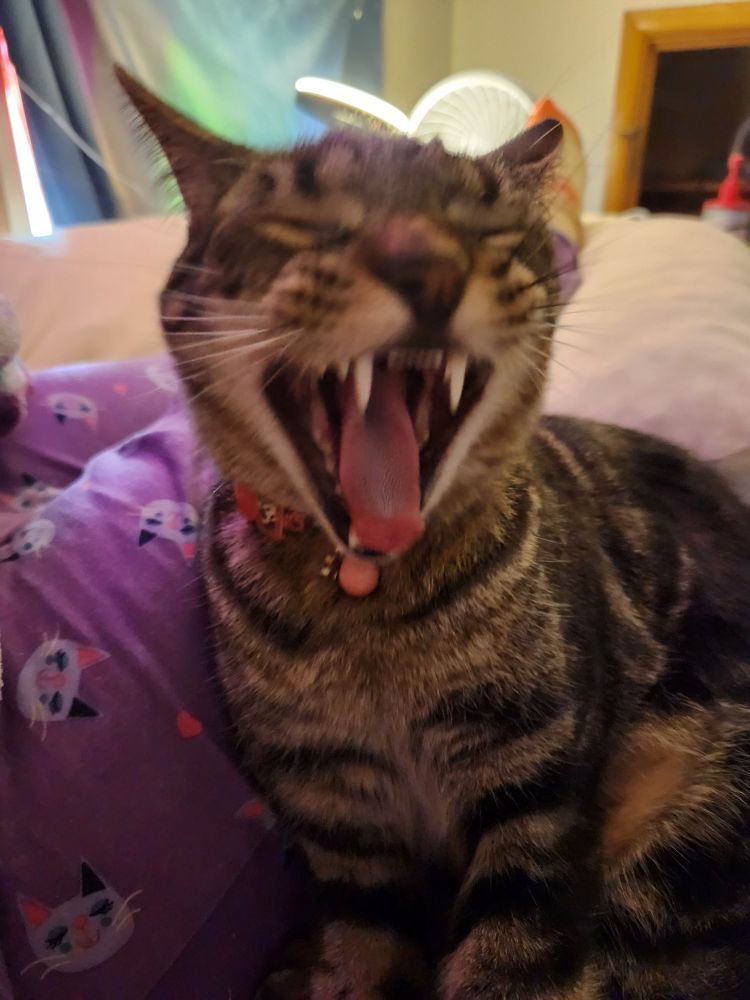 The cat in a mid yawn, showing off some of his teeth.