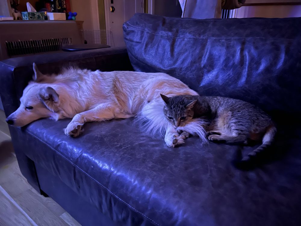 Photograph of a cat and dog sitting together on the couch