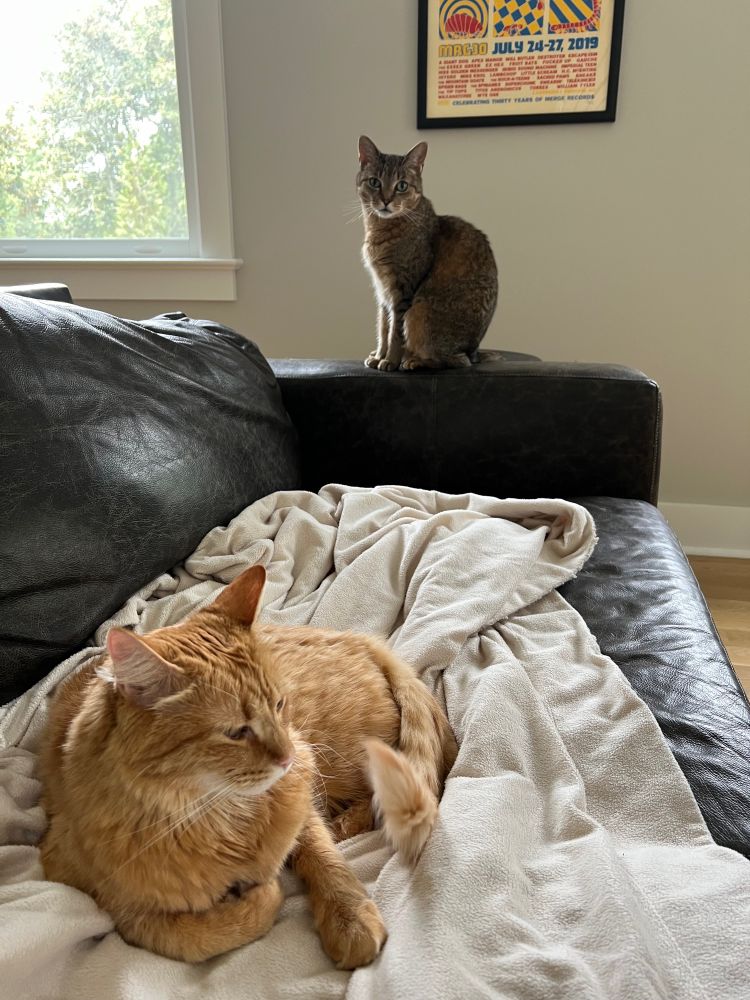 Photograph of a cat on the couch and another cat on the couch’s arm