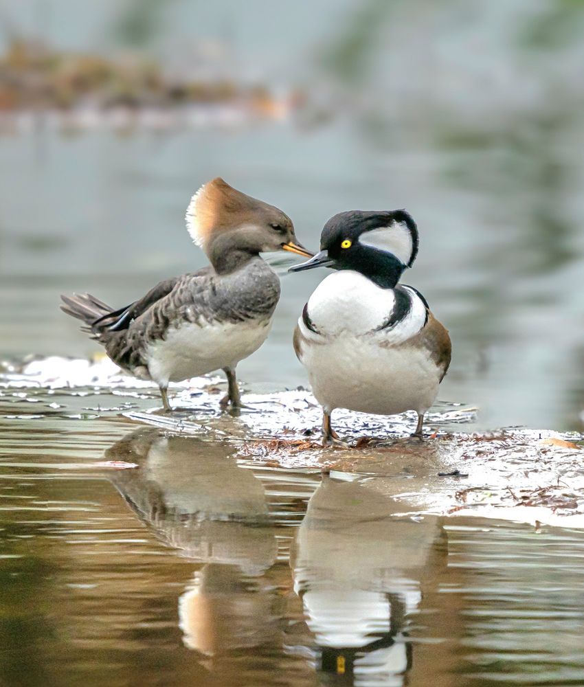 Sweet Hooded Merganser couple beak to beak wading by the water's edge.