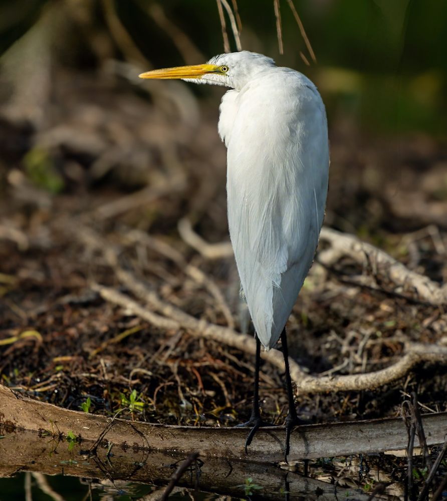 Handsome Henry looking fabulous in the morning sun while resting on a dried palm leaf.