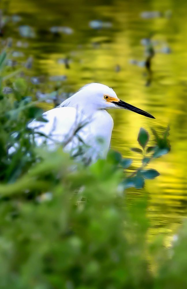Snowy Egret is sitting on the edge of the bank at the water's edge just after sunrise.