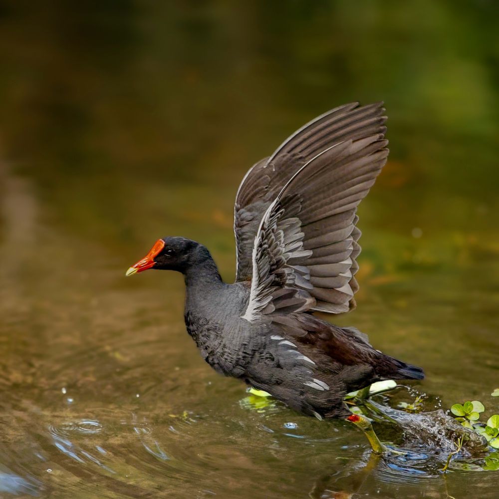 The Common Gallinule is preparing for take off in captures one and two.