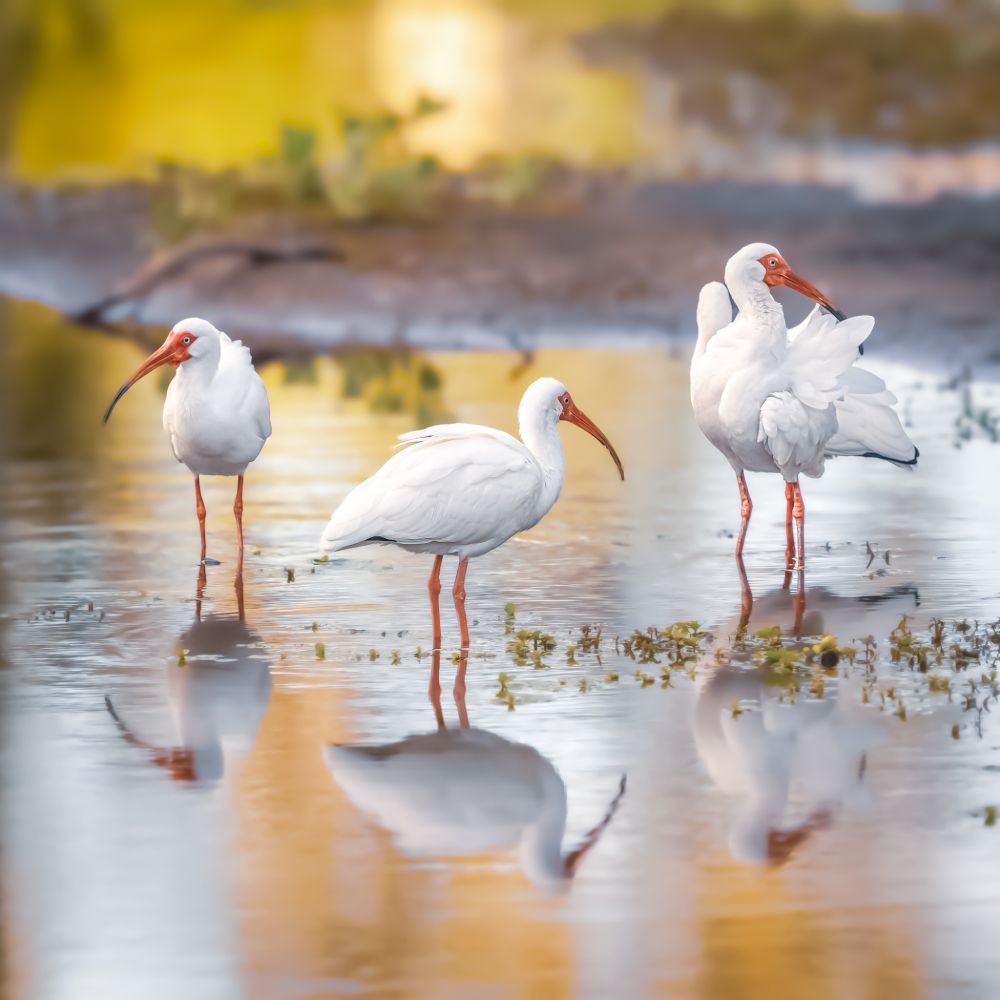 The White Ibises, preening just after sunrise.