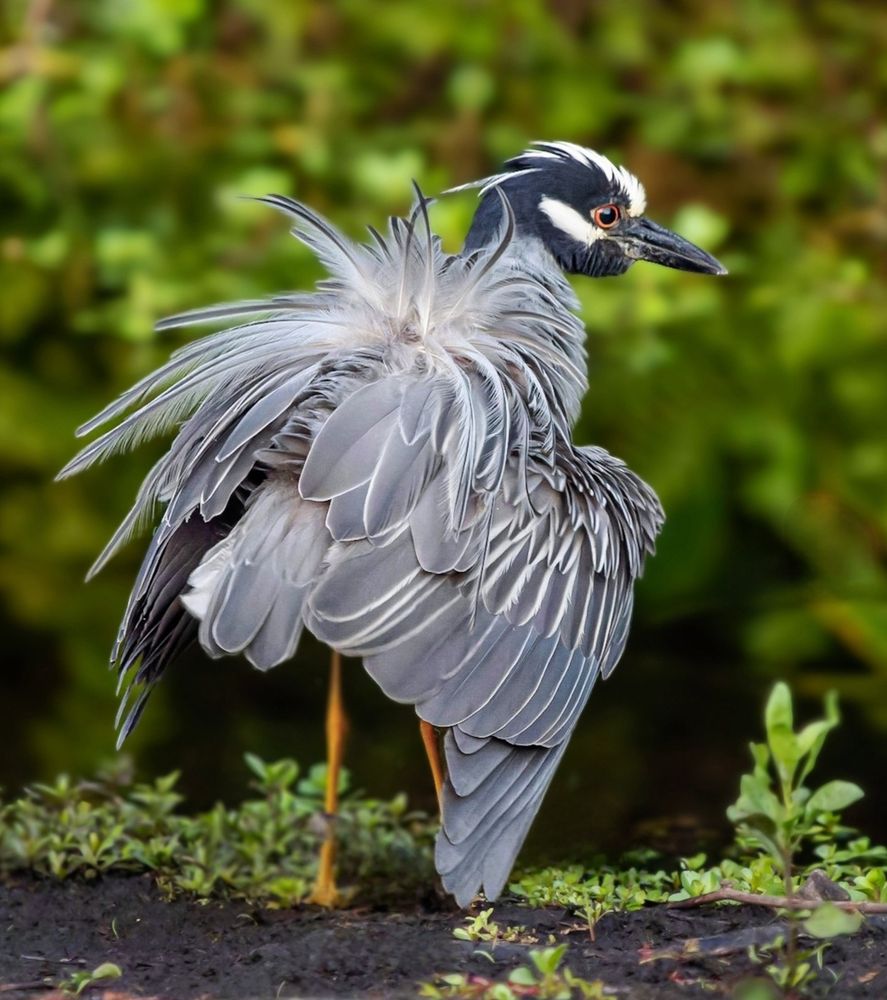 Yellow Crowned Night Heron preening and shaking it all about on the edge of the water.